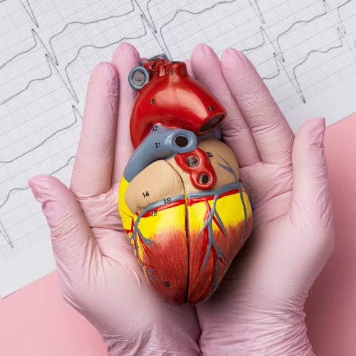 Gloved hands holding anatomical heart model over ECG